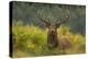 Red Deer (Cervus Elaphus) Dominant Stag Amongst Bracken, Bradgate Park, Leicestershire, England, UK-Danny Green-Premier Image Canvas