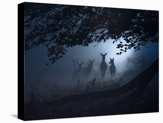 Red Deer, Cervus Elaphus, Gathering on a Misty Morning-Alex Saberi-Premier Image Canvas