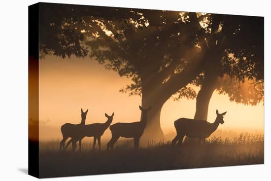 Red Deer, Cervus Elaphus, Graze in the Early Morning Mists of Richmond Park-Alex Saberi-Premier Image Canvas