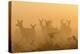 Red Deer (Cervus Elaphus) Hinds in Mist at Sunrise, Bushy Park, London, UK, October-Terry Whittaker-Premier Image Canvas