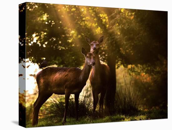 Red Deer, Cervus Elaphus, Huddle Together in the Autumn Light-Alex Saberi-Premier Image Canvas