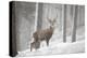 Red Deer (Cervus Elaphus) in Heavy Snowfall, Cairngorms National Park, Scotland, March 2012-Peter Cairns-Premier Image Canvas