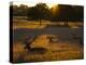 Red Deer, Cervus Elaphus, Resting on a Summer Evening-Alex Saberi-Premier Image Canvas