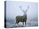 Red Deer (Cervus Elaphus) Stag at Dawn During Rut in September, UK, Europe-David Tipling-Premier Image Canvas