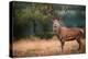 Red Deer (Cervus Elaphus) Stag During Rut in September, United Kingdom, Europe-Karen Deakin-Premier Image Canvas