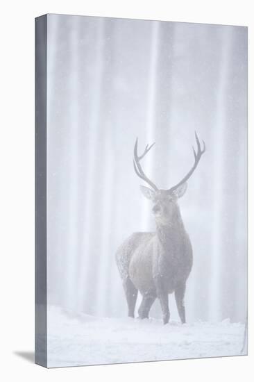 Red Deer (Cervus Elaphus) Stag in Pine Forest in Snow Blizzard, Cairngorms Np, Scotland, UK-Peter Cairns-Premier Image Canvas