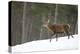 Red Deer (Cervus Elaphus) Stag in Pine Woodland in Winter, Cairngorms National Park, Scotland, UK-Mark Hamblin-Premier Image Canvas