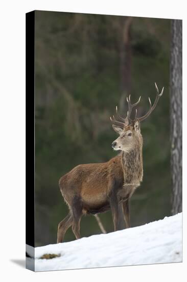 Red Deer (Cervus Elaphus) Stag in Pine Woodland in Winter, Cairngorms National Park, Scotland, UK-Mark Hamblin-Premier Image Canvas