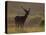 Red Deer (Cervus Elaphus), Stag in Velvet, Grasspoint, Mull, Inner Hebrides, Scotland-Steve & Ann Toon-Premier Image Canvas