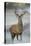 Red Deer (Cervus Elaphus) Stag, Portrait on Frosty Morning, Richmond Park, London, England-Danny Green-Premier Image Canvas
