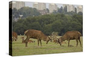 Red deer (Cervus elaphus) stags fighting during rut, Richmond Park, London, England-John Cancalosi-Premier Image Canvas