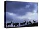 Red Deer Herd Silhouette at Dusk, Strathspey, Scotland, UK-Pete Cairns-Premier Image Canvas