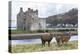 Red Deer, Lochranza, Isle of Arran, Scotland, United Kingdom, Europe-Ann and Steve Toon-Premier Image Canvas