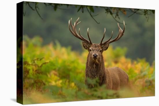 Red deer stag amongst ferns, Bradgate Park, Leicestershire-Danny Green-Premier Image Canvas