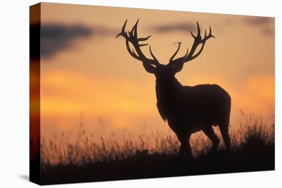 Red Deer Stag, Autumn Evening Sky-null-Premier Image Canvas