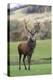 Red Deer Stag (Cervus Elaphus), Arran, Scotland, United Kingdom, Europe-Ann and Steve Toon-Premier Image Canvas