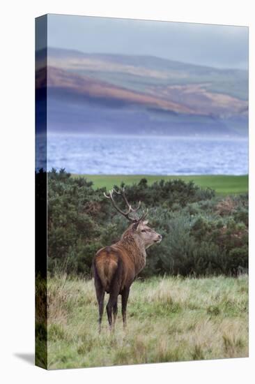 Red Deer Stag (Cervus Elaphus), Isle of Arran, Scotland, United Kingdom, Europe-Ann and Steve Toon-Premier Image Canvas