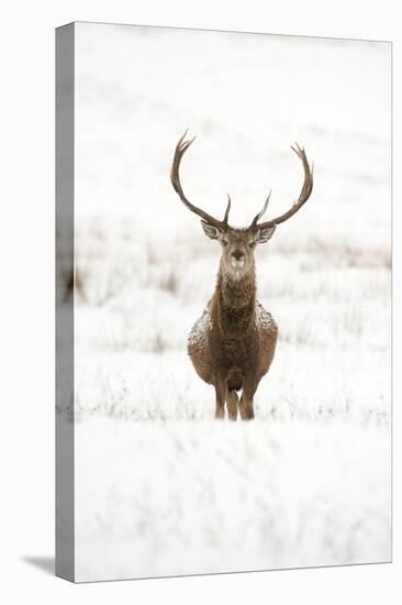 Red Deer Stag (Cervus Elaphus) Portrait in Snowy Moorland, Cairngorms Np, Scotland, UK, December-Mark Hamblin-Premier Image Canvas