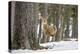 Red Deer Stag (Cervus Elaphus), Scottish Highlands, Scotland, United Kingdom, Europe-David Gibbon-Premier Image Canvas