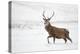 Red Deer Stag (Cervus Elaphus) Walking in Moorland in Snow, Cairngorms Np, Scotland, UK, December-Mark Hamblin-Premier Image Canvas