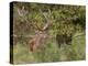 Red Deer Stag, Dyrehaven, Denmark-Edwin Giesbers-Premier Image Canvas