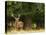 Red Deer Stag, Dyrehaven, Denmark-Edwin Giesbers-Premier Image Canvas