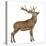 Red Deer Stag in Front of a White Background-Life on White-Premier Image Canvas