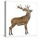 Red Deer Stag in Front of a White Background-Life on White-Premier Image Canvas