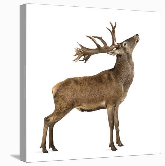 Red Deer Stag in Front of a White Background-Life on White-Premier Image Canvas