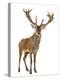 Red Deer Stag in Front of a White Background-Life on White-Premier Image Canvas