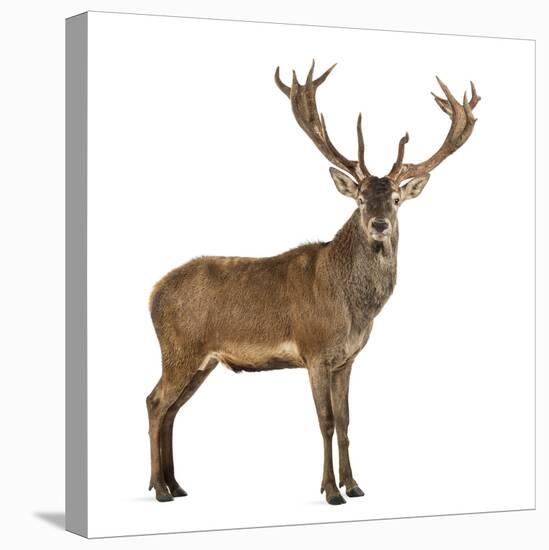 Red Deer Stag in Front of a White Background-Life on White-Premier Image Canvas