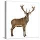 Red Deer Stag in Front of a White Background-Life on White-Premier Image Canvas