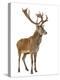 Red Deer Stag in Front of a White Background-Life on White-Premier Image Canvas