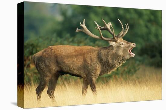 Red Deer Stag in Rut Bellows-null-Premier Image Canvas