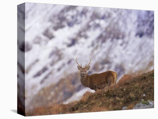 Red Deer Stag in the Highlands in February, Highland Region, Scotland, UK, Europe-David Tipling-Premier Image Canvas