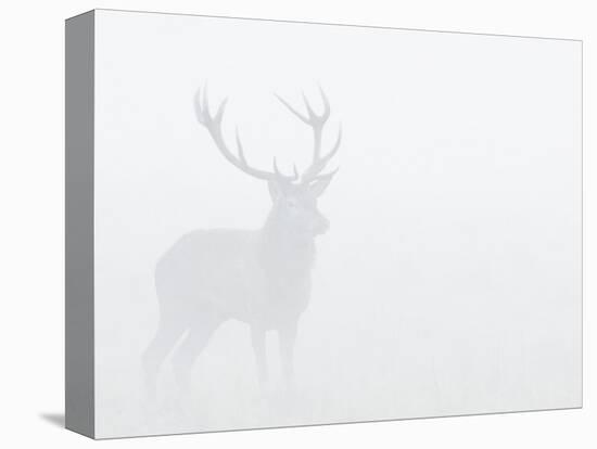 Red Deer Stag in Thick Fog, Dyrehaven, Denmark-Edwin Giesbers-Premier Image Canvas