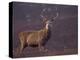 Red Deer Stag on Hillside, Inverness-Shire, Scotland-Niall Benvie-Premier Image Canvas