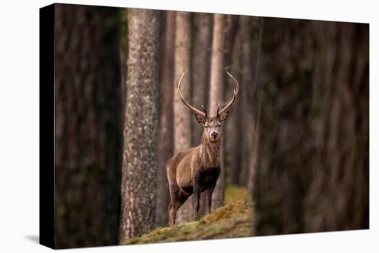 Red deer stag standing in forest. Cairngorms, Scotland, UK-Ross Hoddinott-Premier Image Canvas
