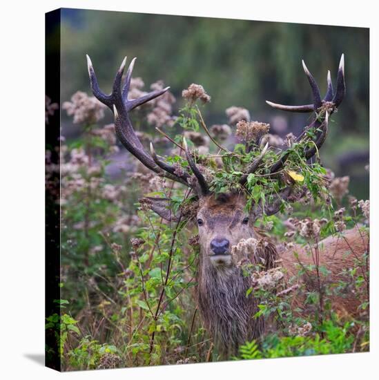 Red deer stag, with antlers covered with vegetation, UK-Tony Heald-Premier Image Canvas