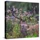 Red deer stag, with antlers covered with vegetation, UK-Tony Heald-Premier Image Canvas