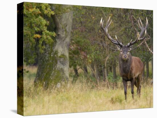 Red Deer Stag with Vegetation on Antlers During Rut, Dyrehaven, Denmark-Edwin Giesbers-Premier Image Canvas