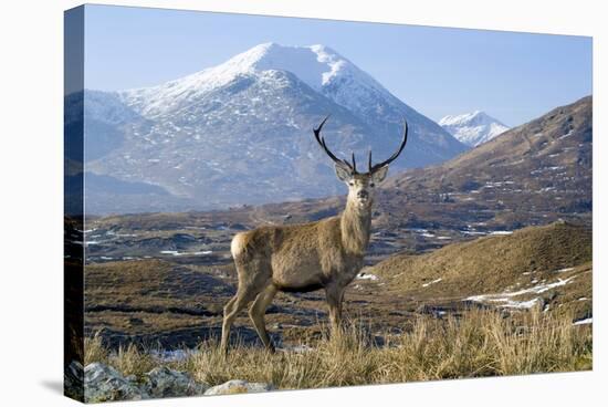 Red Deer Stag-Duncan Shaw-Premier Image Canvas