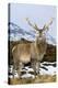 Red Deer Stag-Duncan Shaw-Premier Image Canvas