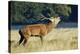 Red Deer Stag-Colin Varndell-Premier Image Canvas