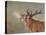 Red Deer Stag-David Stribbling-Stretched Canvas