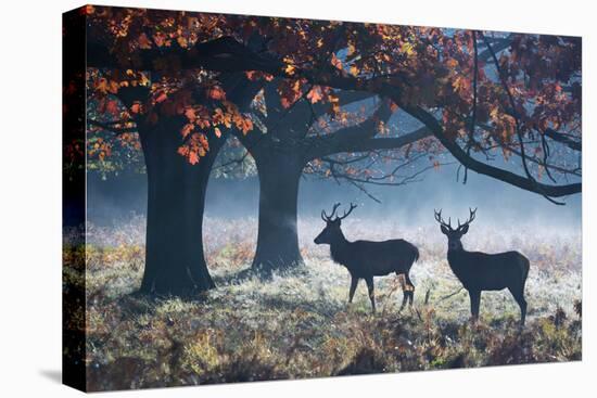 Red Deer Stags in a Forest with Colorful Fall Foliage-Alex Saberi-Premier Image Canvas