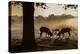 Red Deer Stags Rutting at Sunrise in a Misty Landscape-Alex Saberi-Premier Image Canvas