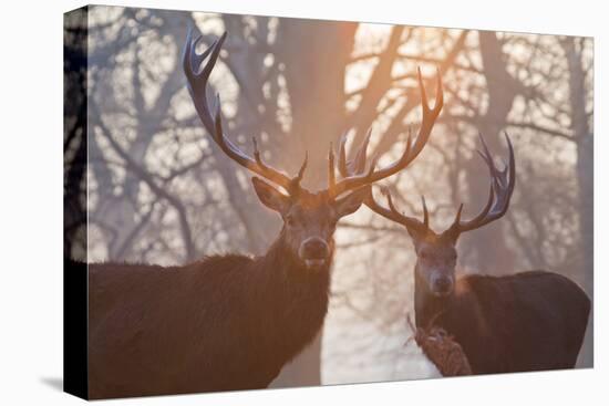 Red Deer Stags Stand in a Forest on a Misty Morning-Alex Saberi-Premier Image Canvas