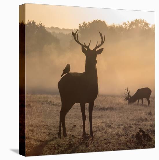 Red Deer Stags Stand in Morning Mist, One with a Crow on His Back-Alex Saberi-Premier Image Canvas