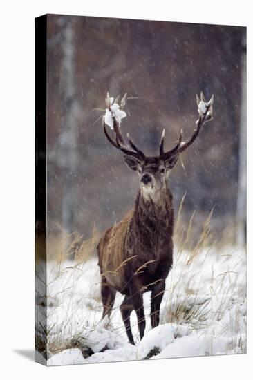 Red Deer-null-Premier Image Canvas